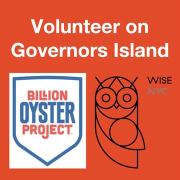 Cover Image for WISE-NYC: Volunteer on Governors Island with Billion Oyster Project