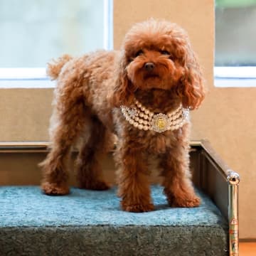 Cover Image for Best Dressed Dog Show