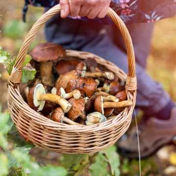 Cover Image for Autumn Mushroom Foraging & Illustration Workshop