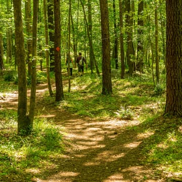 Cover Image for OFFLINE Forest Walk