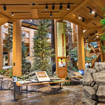 Cover Image for The Sound Healing Symphony at the World Forestry Center