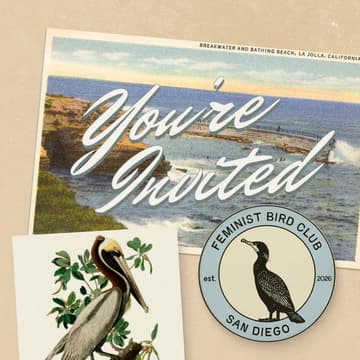Cover Image for Sunset Birding at La Jolla Cove