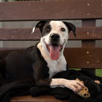 Cover Image for Mocktails & Mutts | Pasadena Humane Adoption Pop-Up