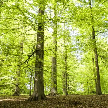 Cover Image for Activists go on a walk in nature
