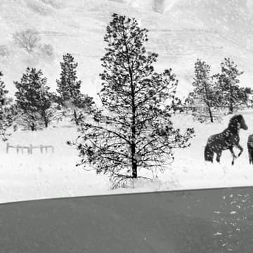 Cover Image for Heft TRANSMISSION Screening: 24 Frames by Abbas Kiarostami