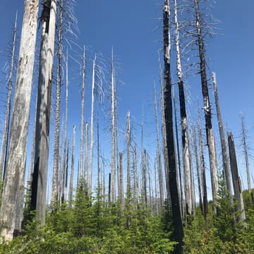 Cover Image for Forest Ecology, Restoration and Defensible Space w/Ryen Hezler