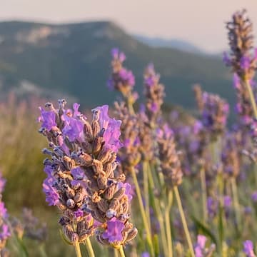 Cover Image for Visita campos de lavanda
