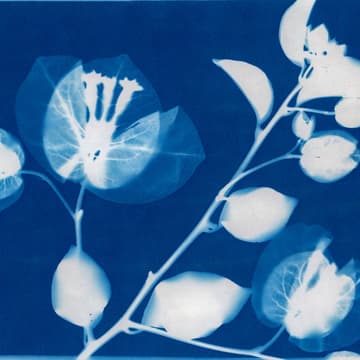Cover Image for Fun Friday: Sunprints & Creative Play
