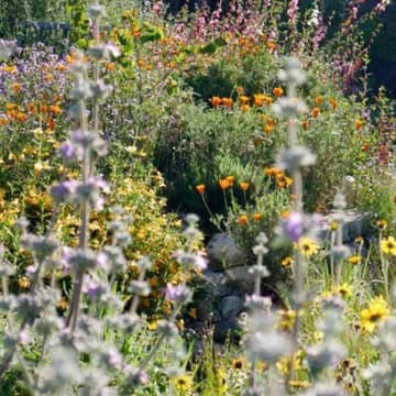 Cover Image for Free Workshop: Native Plants for Pollinators - Includes Carpool and Picnic Lunch