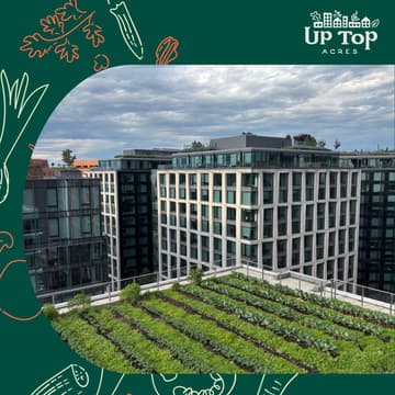 Cover Image for Rooftops That Perform: Vegetable Gardens for Commercial Buildings