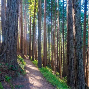 Cover Image for Solstice Hike with Seattle WAC Community