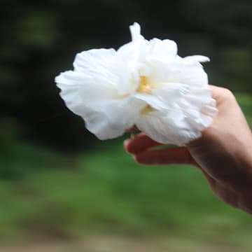Cover Image for The Bloom Program