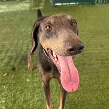 Cover Image for Mocktails & Mutts | Pasadena Humane Adoption Pop-Up