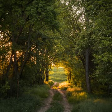 Cover Image for Wędrujący Krąg w lesie. Domknięcie