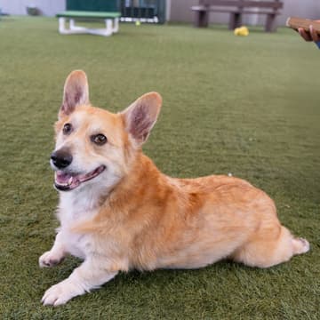 Cover Image for Mocktails & Mutts | Pasadena Humane Adoption Pop-Up