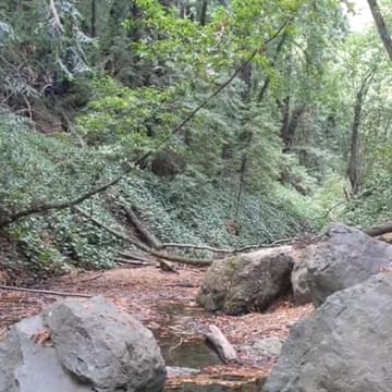 Cover Image for Sausal Creek Nature Walk with Hiking by Transit & Friends of Sausal Creek