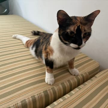 Cover Image for Yoga with Cats