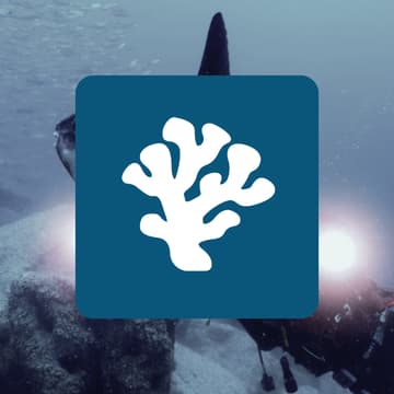 Cover Image for El Biòtop <> Reefing Project