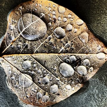 Cover Image for Poetry as Spiritual Practice: An Evening of Contemplation and Verse