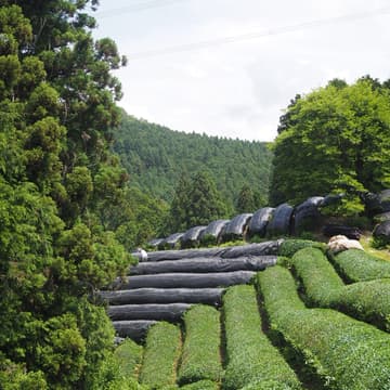 Cover Image for Single-Cultivar Matcha: A Tasting Journey Through The Uji Region