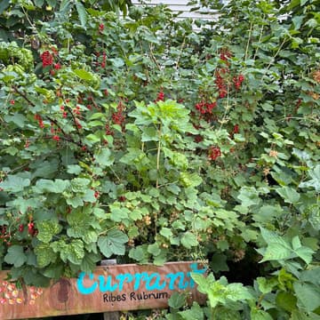 Cover Image for Egleston Community Orchard Currant Harvest Party