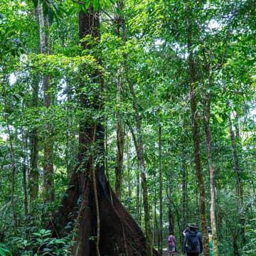 Cover Image for A journey into the living knowledge of the forest