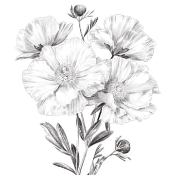 Cover Image for Botanical Drawing
