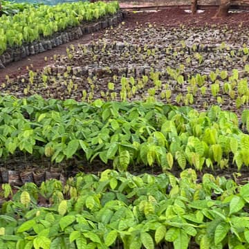 Cover Image for GROW COCOA INITIATIVE