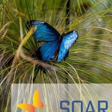 Cover Image for SOAR Tropical Butterflies