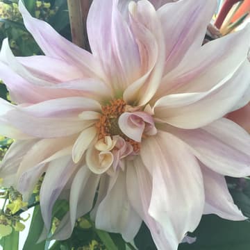Cover Image for Root & Bloom
