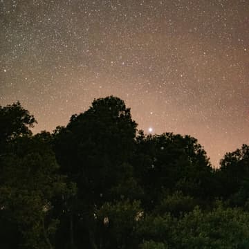 Cover Image for Sintra Forest Night Sensory Walk