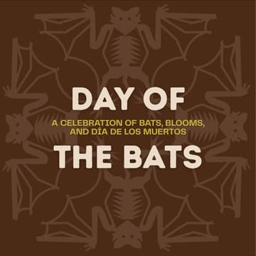 Cover Image for Day of the Bats: Welcoming Bat Conservation International to DSI