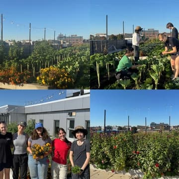 Cover Image for BMC Rooftop Harvest Party