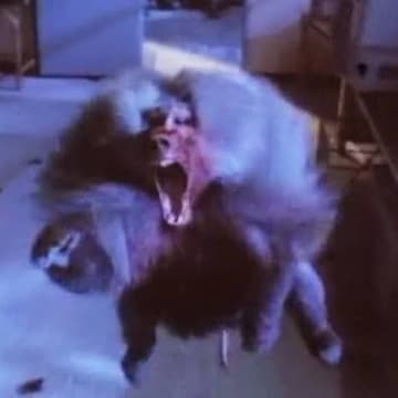 Cover Image for B-Movie Night: Shakma (1990) (Online)