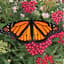 Avatar for Monarch Group & Cross Pollinator Events