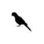 Avatar for Parrot Q&A Sessions