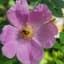 Avatar for Native Plant Corps