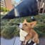 Avatar for ATL Corgi Cafe Events!