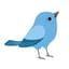 Avatar for Curious Bird