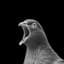Avatar for Screaming Pigeons