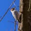 Avatar for Birding for Everyone