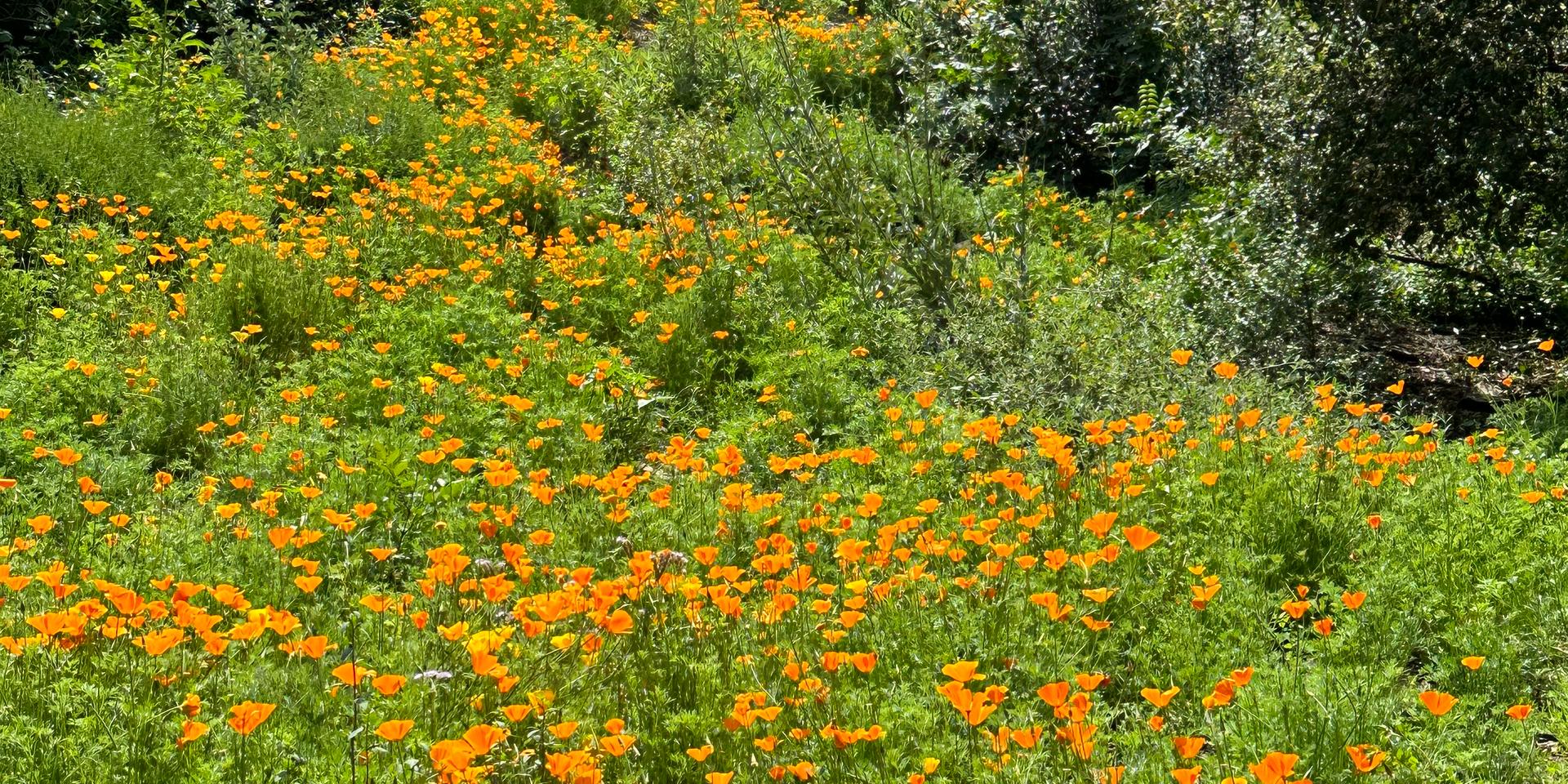 Cover Image for Your last minute chance to plant a native wildflower patch of your own! A “How to” Workshop Plus A Seed Giveaway and Sale! More info at https://lu.ma/plantnativelc202401