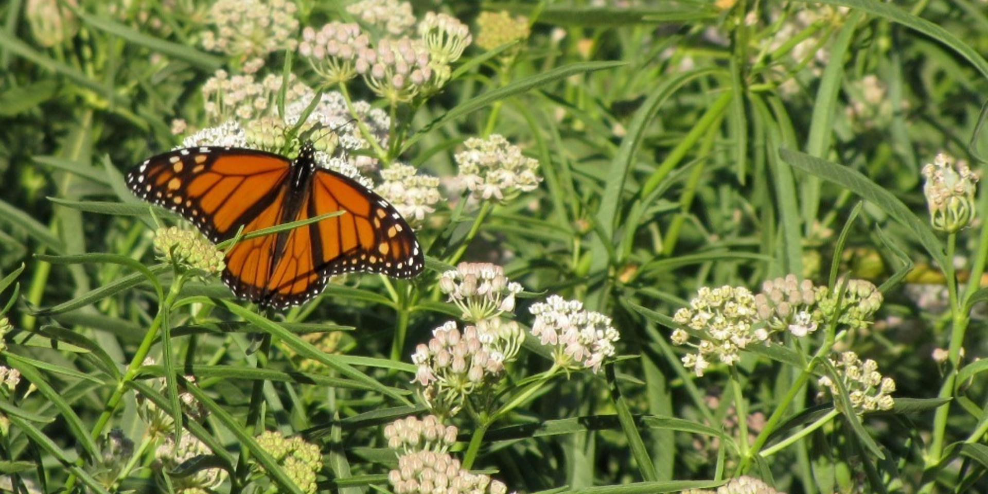 Cover Image for Help Save Monarch Butterflies - Come to a Milkweed Seed-Sowing Workshop with Plant Native Laurel Canyon!