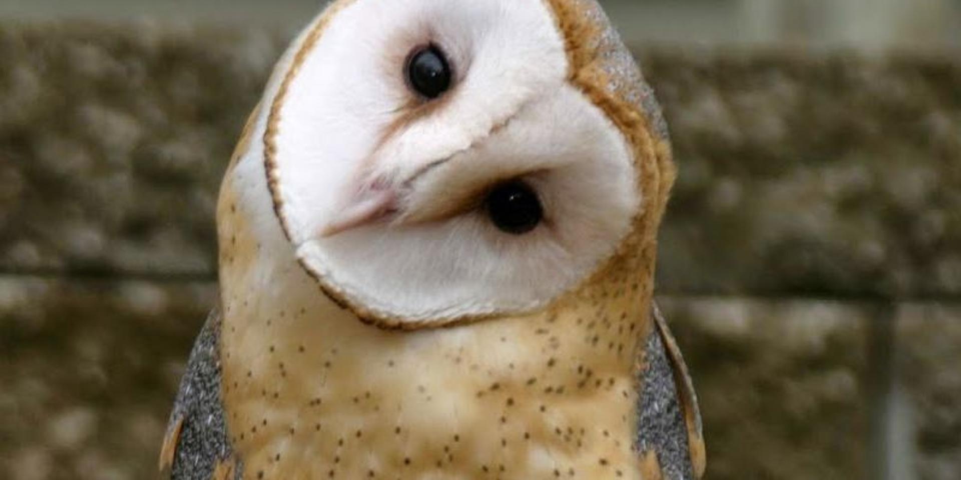 Cover Image for 🦉 Impossible Owls reading group [members and +1's welcome]