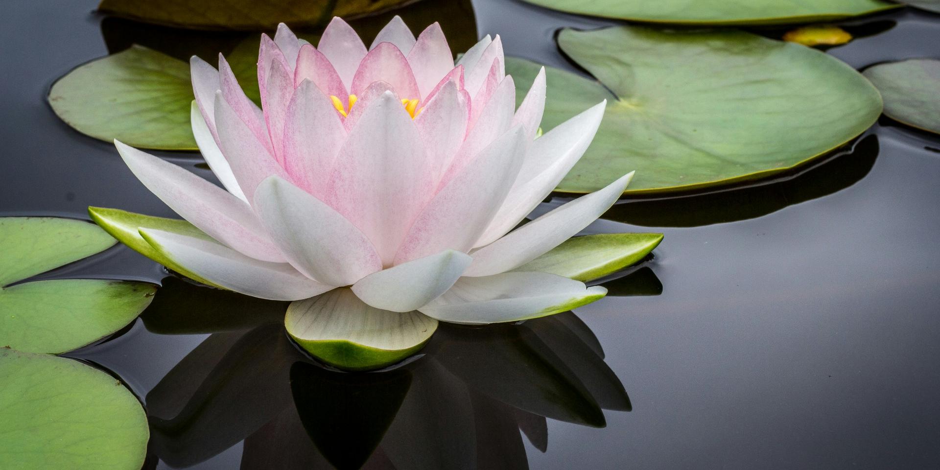 Cover Image for Using Ritual and Zen Practices to Focus and Enliven Your Life [Members & +1s]