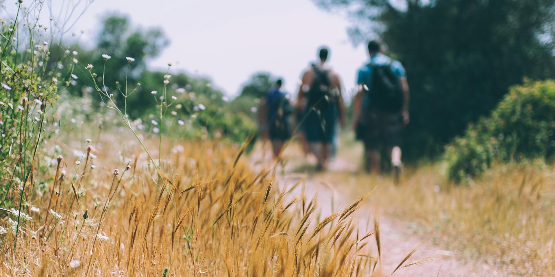 Cover Image for Columbia in Tech SF Summer Hike