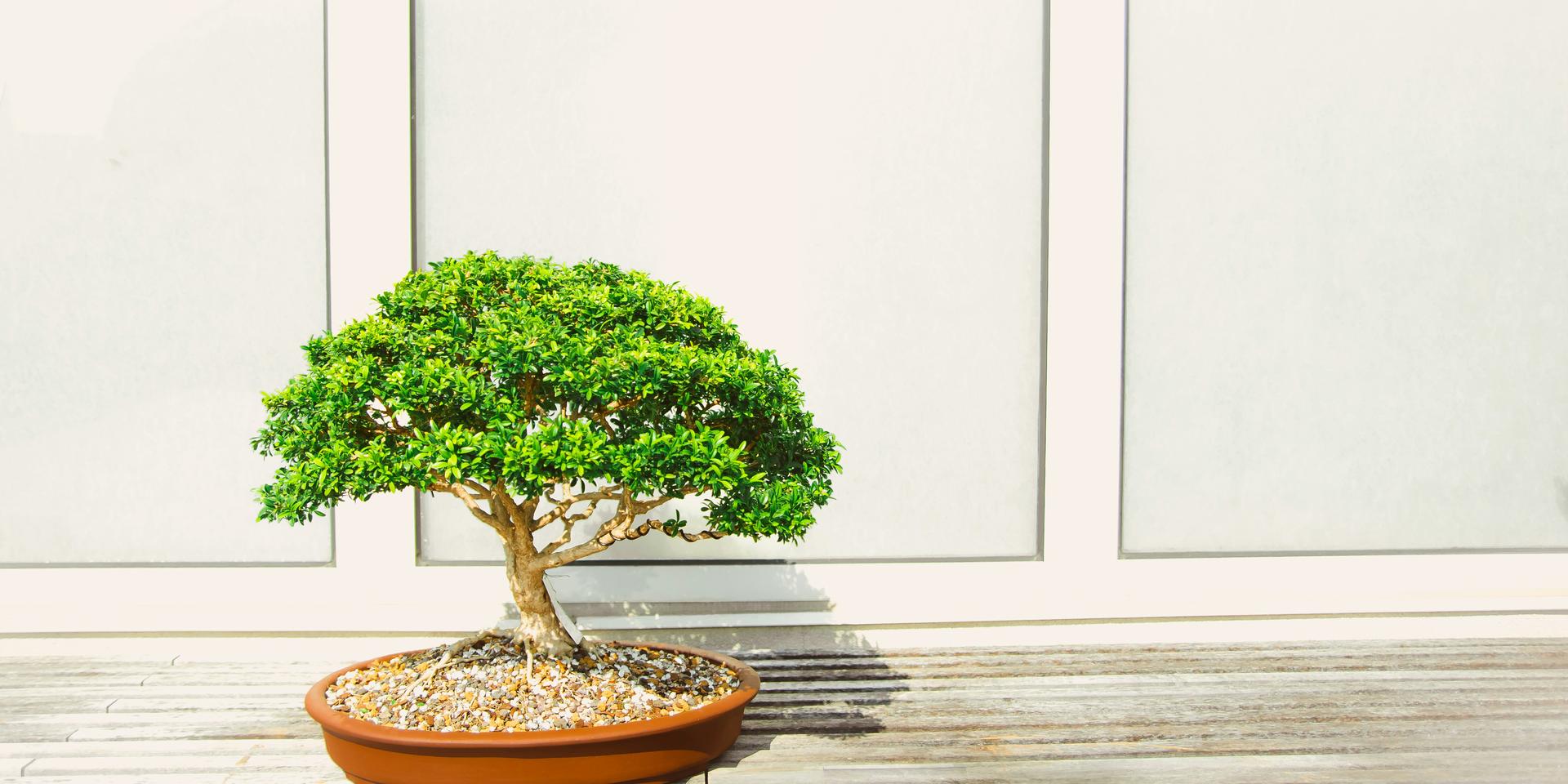 Cover Image for Tranquil Trees: Crafting Wire Bonsai