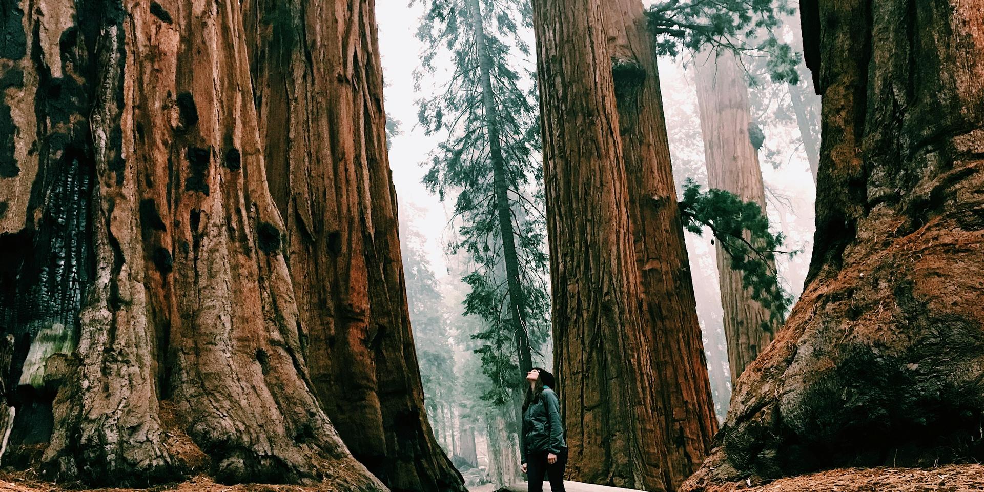 Cover Image for RedwoodJS 1.0 Meetup: April 2022
