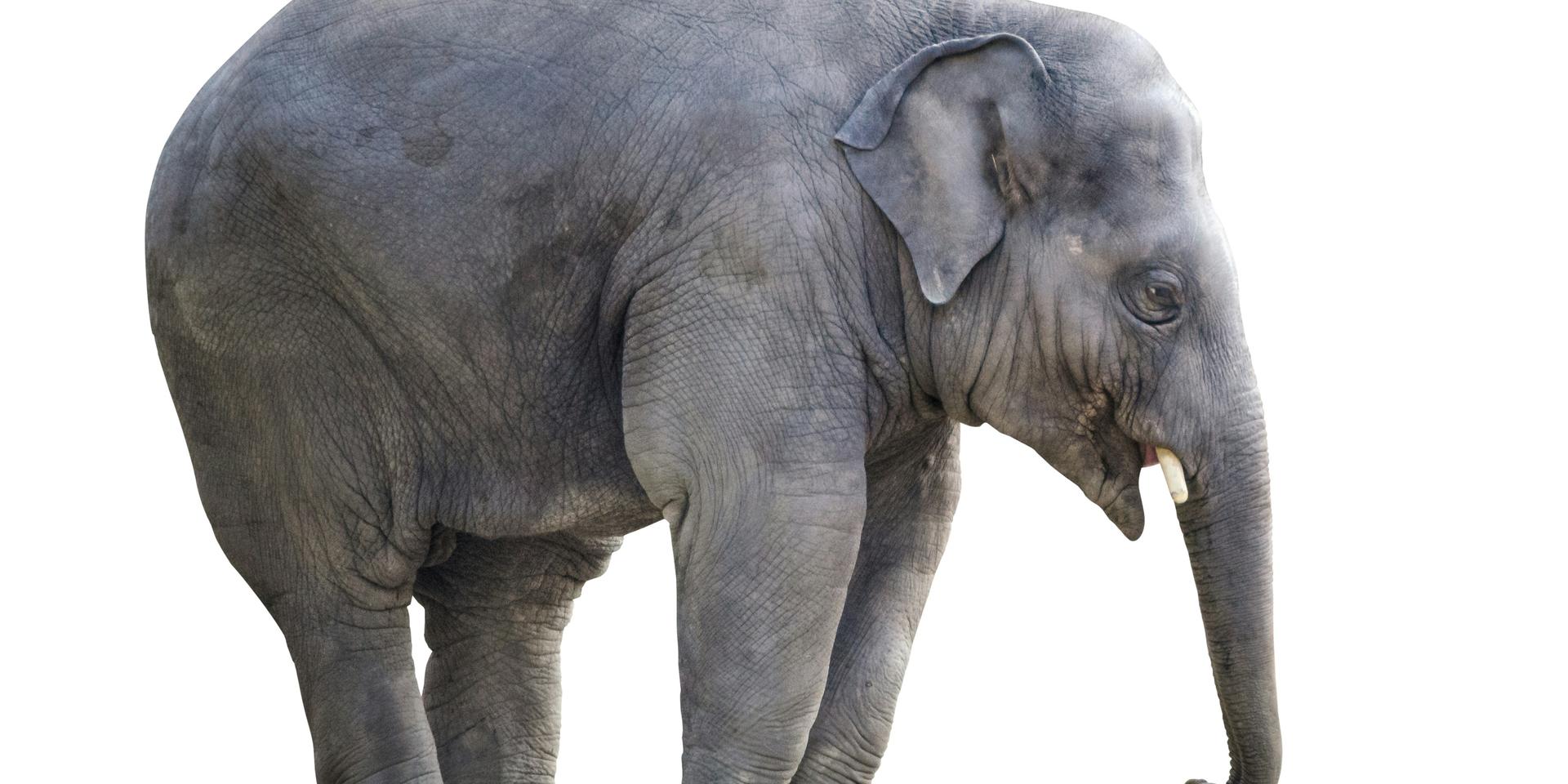 Cover Image for Mastodon Show & Tell, PLN Ideas