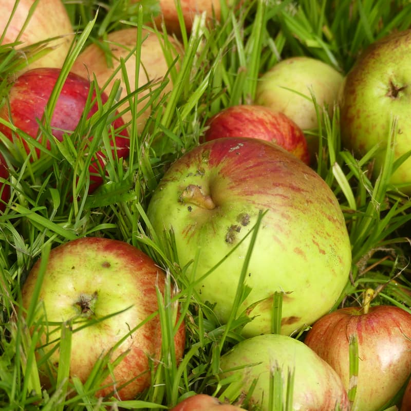 Cover Image for Ferienprogramm. Rund um den Apfel